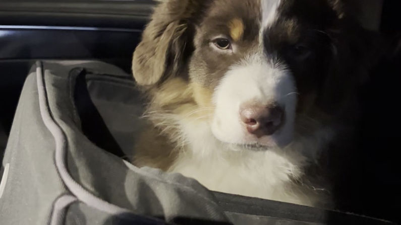 Car Ride Training